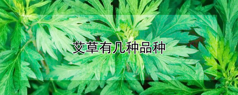 艾草有几种品种