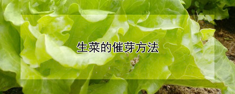 生菜的催芽方法