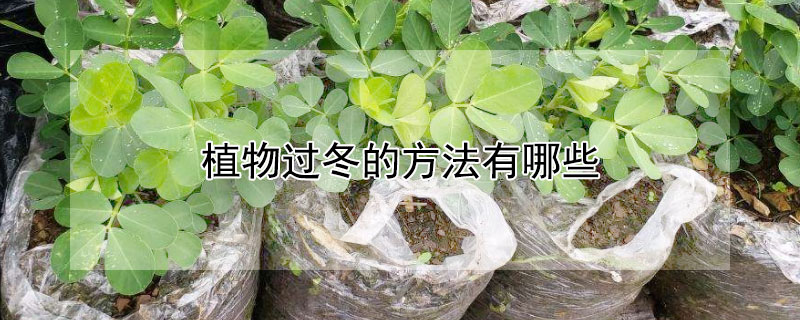 植物过冬的方法有哪些