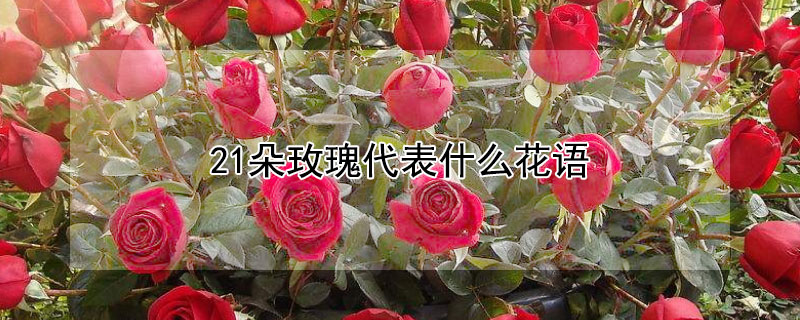 21朵玫瑰代表什么花语