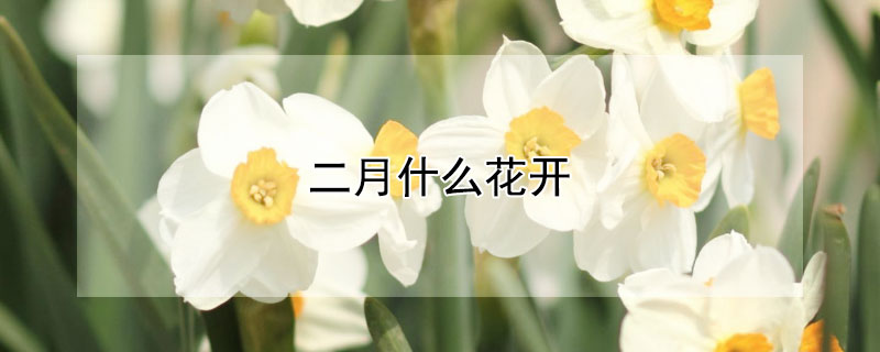 二月什么花开