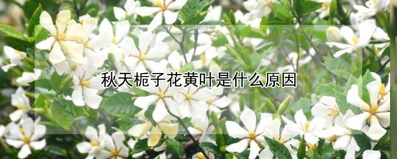 秋天栀子花黄叶是什么原因