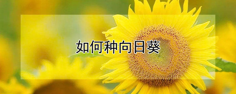 如何种向日葵