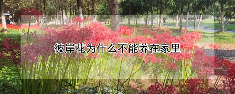 彼岸花为什么不能养在家里