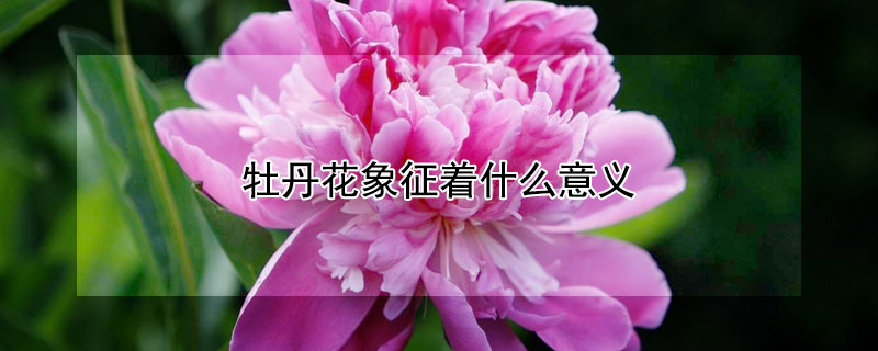 牡丹花象征着什么意义