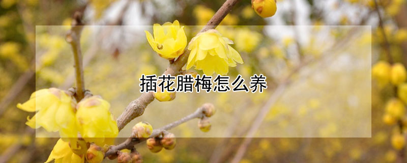 插花腊梅怎么养