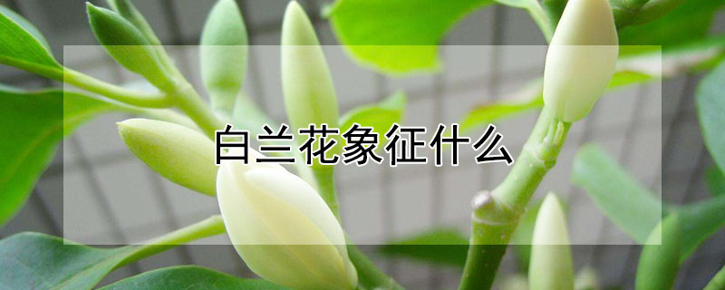 白兰花象征什么