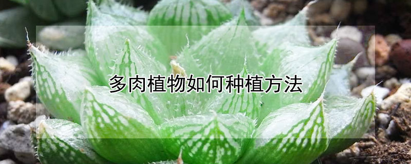 多肉植物如何种植方法