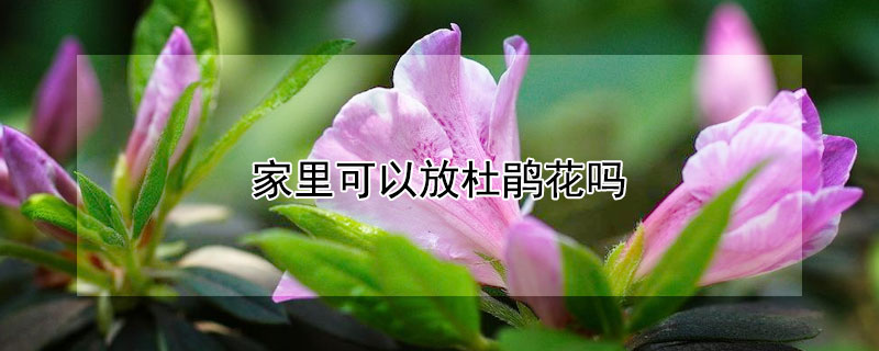 家里可以放杜鹃花吗