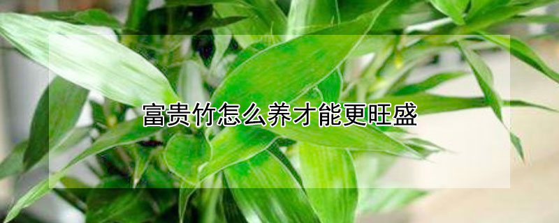 富贵竹怎么养才能更旺盛