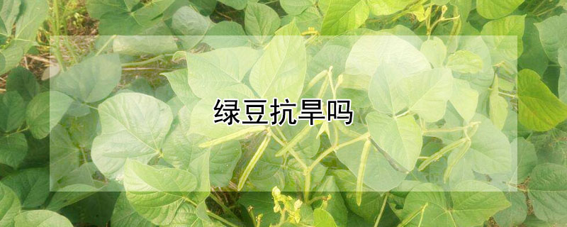 绿豆抗旱吗