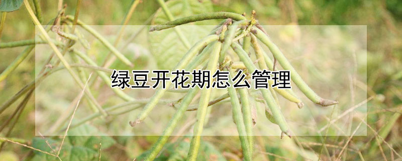 绿豆开花期怎么管理