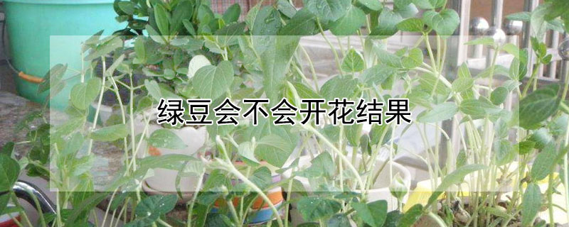 绿豆会不会开花结果