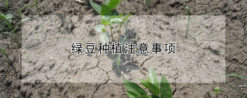 绿豆种植注意事项