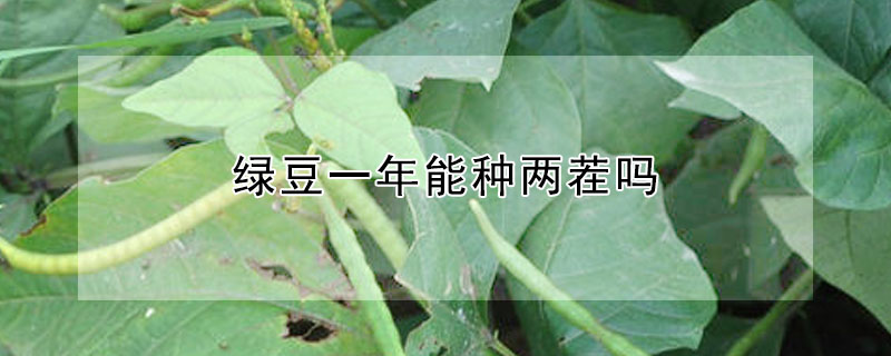 绿豆一年能种两茬吗