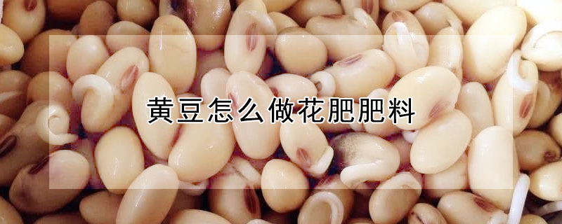 黄豆怎么做花肥肥料