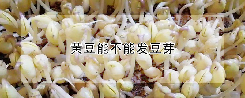 黄豆能不能发豆芽