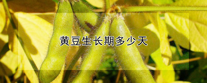 黄豆生长期多少天