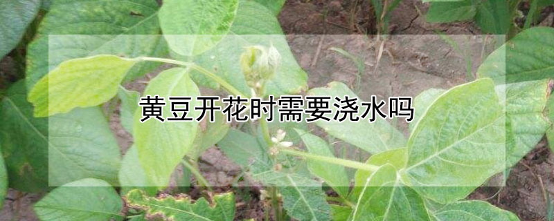 黄豆开花时需要浇水吗