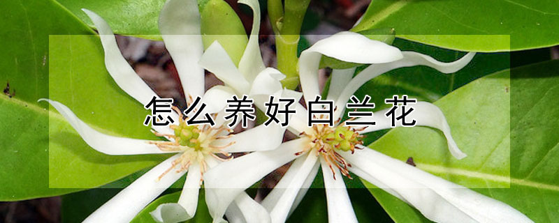 怎么养好白兰花