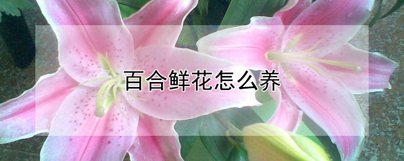 百合鲜花怎么养