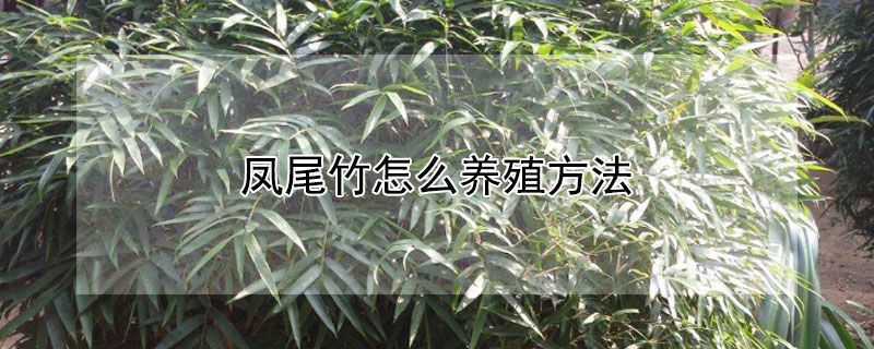 凤尾竹怎么养殖方法