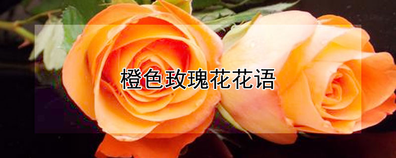 橙色玫瑰花花语