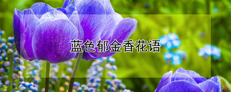 蓝色郁金香花语