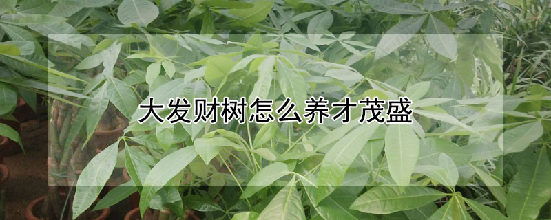 大发财树怎么养才茂盛