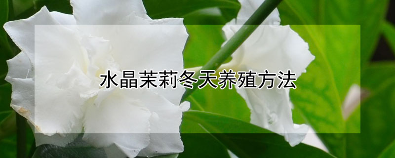 水晶茉莉冬天养殖方法