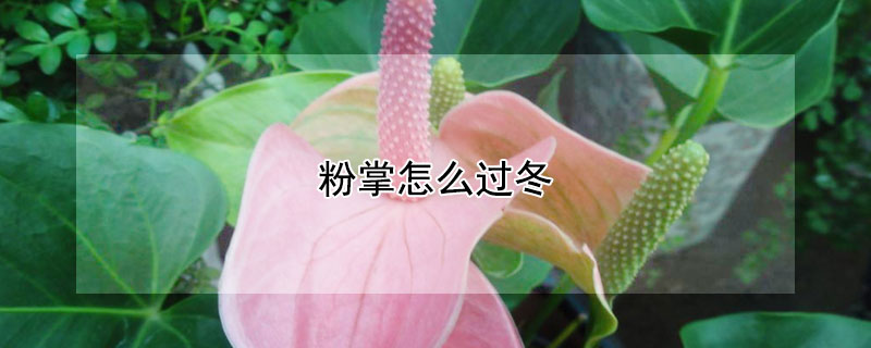 粉掌怎么过冬