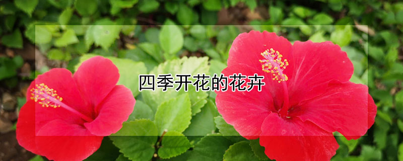 四季开花的花卉