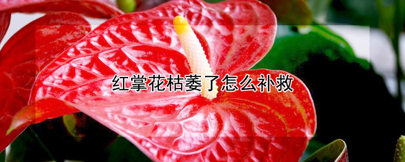 红掌花枯萎了怎么补救