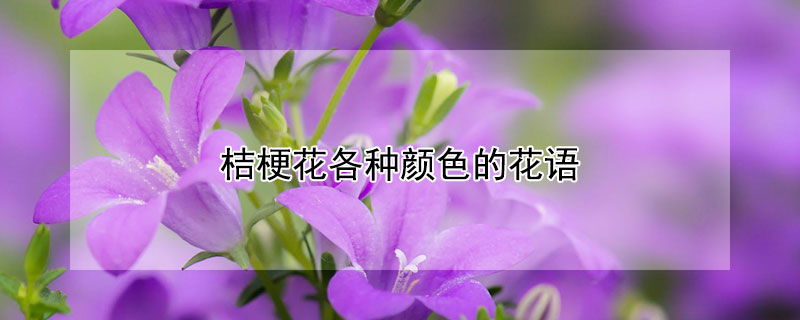 桔梗花各种颜色的花语