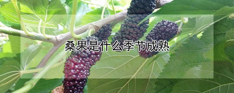 桑果是什么季节成熟