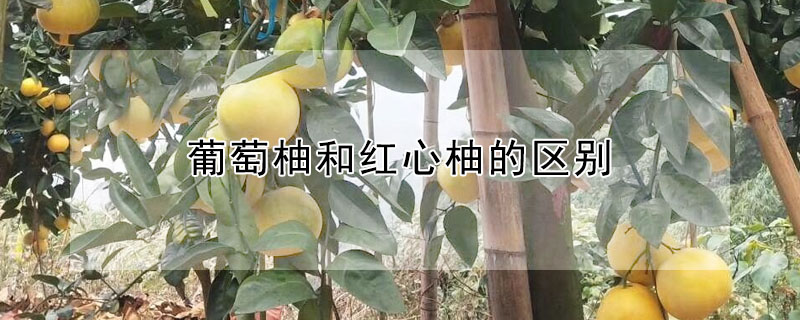 葡萄柚和红心柚的区别 —【发财农业网】