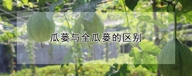 瓜蒌与全瓜蒌的区别