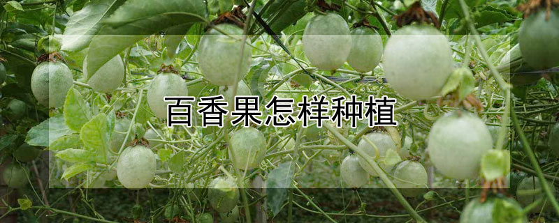 百香果怎样种植