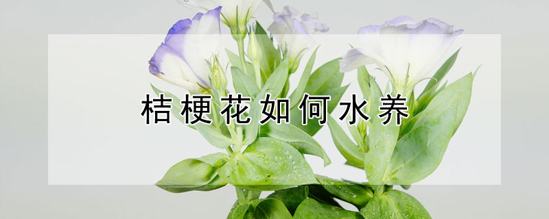 桔梗花如何水养