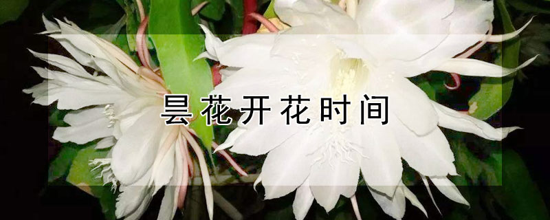 昙花开花时间