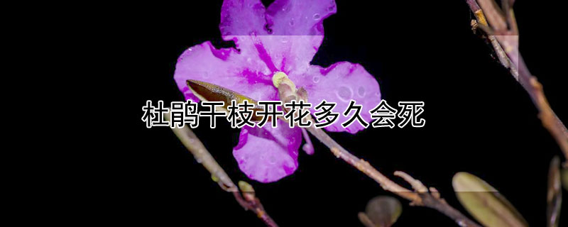 杜鹃干枝开花多久会死