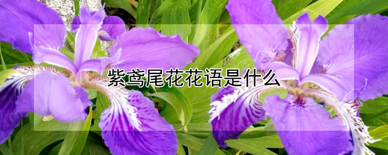 紫鸢尾花花语是什么