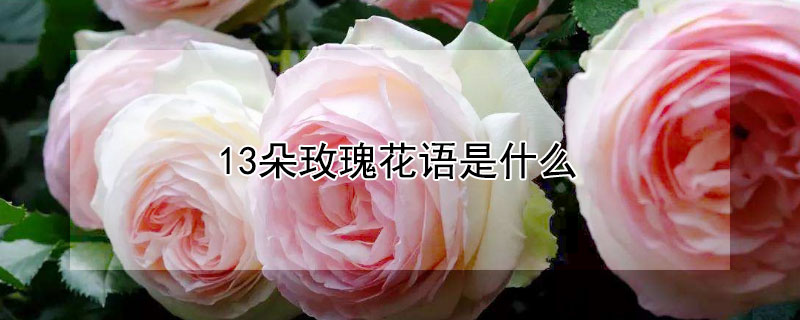 13朵玫瑰花语是什么