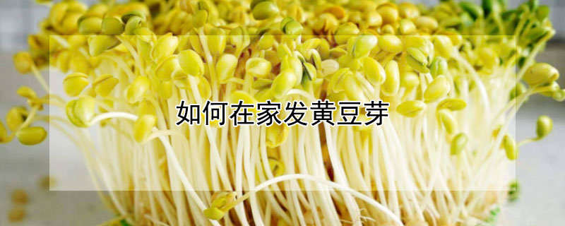 如何在家发黄豆芽