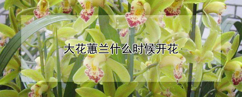 大花蕙兰什么时候开花