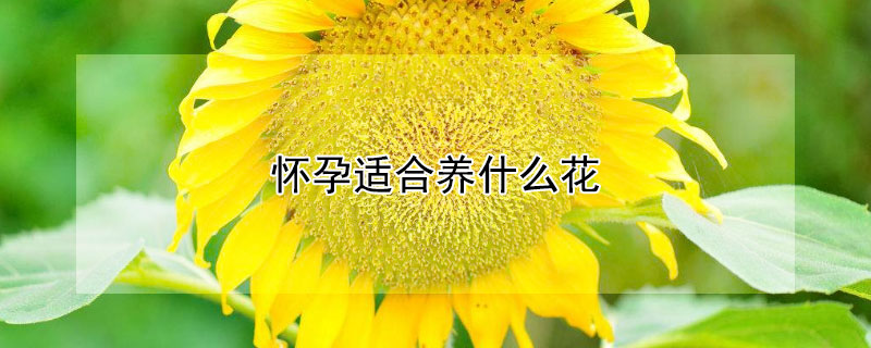 怀孕适合养什么花