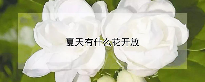 夏天有什么花开放