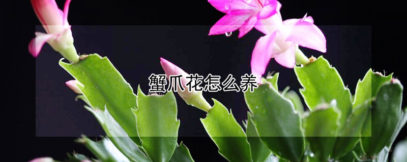 蟹爪花怎么养