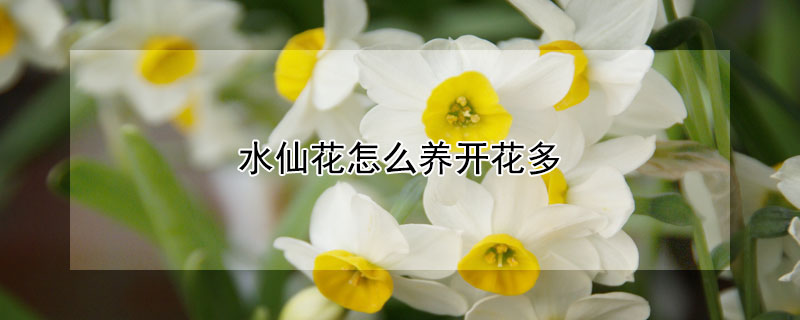 水仙花怎么养开花多 发财农业网