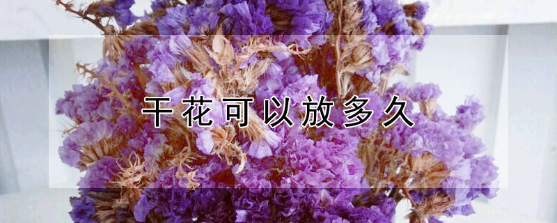 干花可以放多久